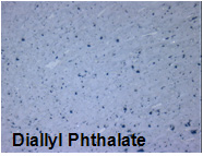 Diallyl phthalate metallographic compression mounting resin