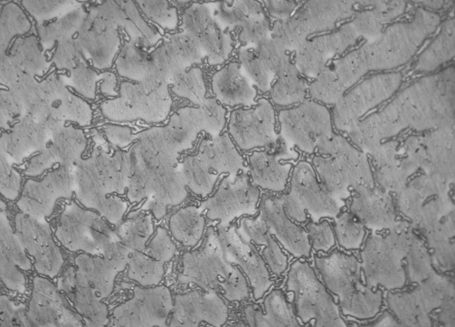 Metallographic micrograph of Inconnel