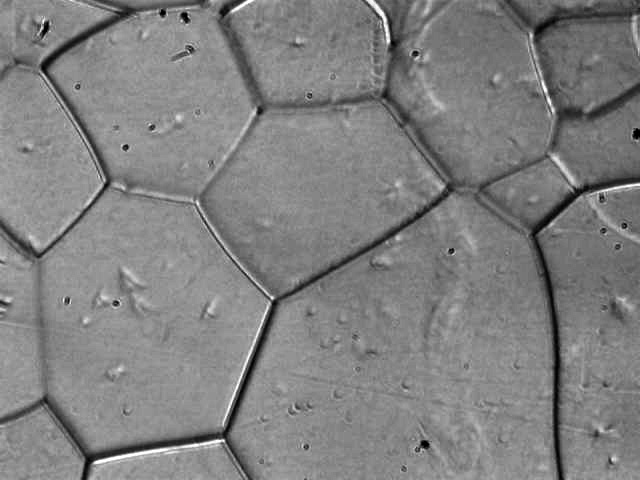 Metallography microsctructure for Rhenium