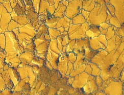 Metallographic micrograph for zinc